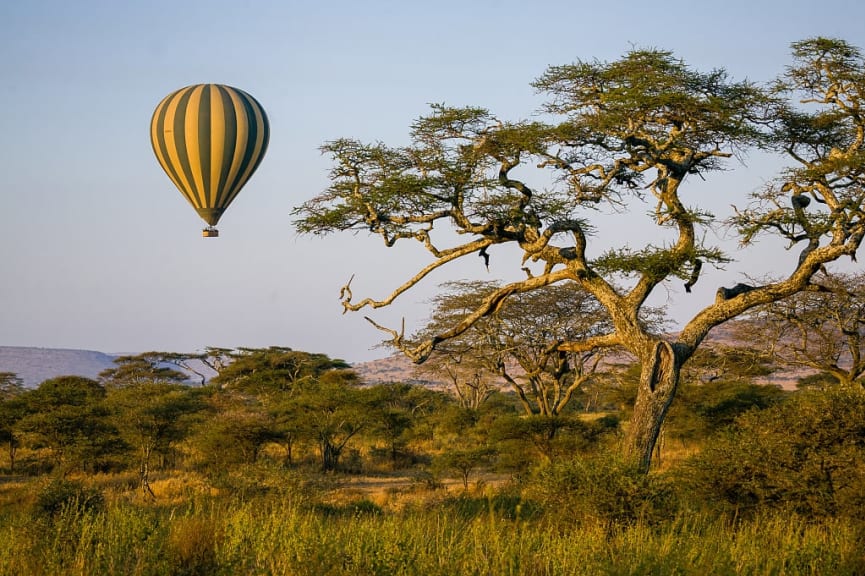 Hot air balloon floating over an acacia tree in Serengeti ,Tanzania