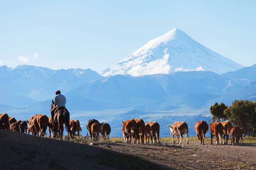 Gaucho with herd on an Estancia in Patagonia