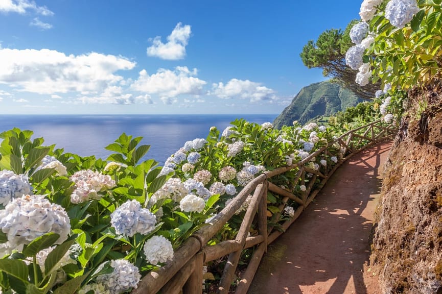 Coastal Hydrangea Trail on São Miguel Island, Azores