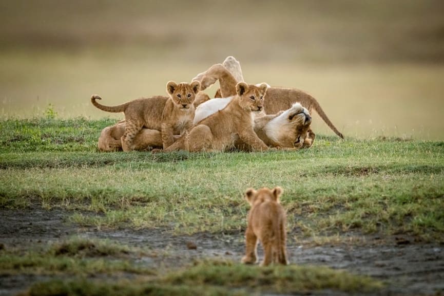 Lion cubs at play in Ngorongoro Conservation Area, Tanzania
