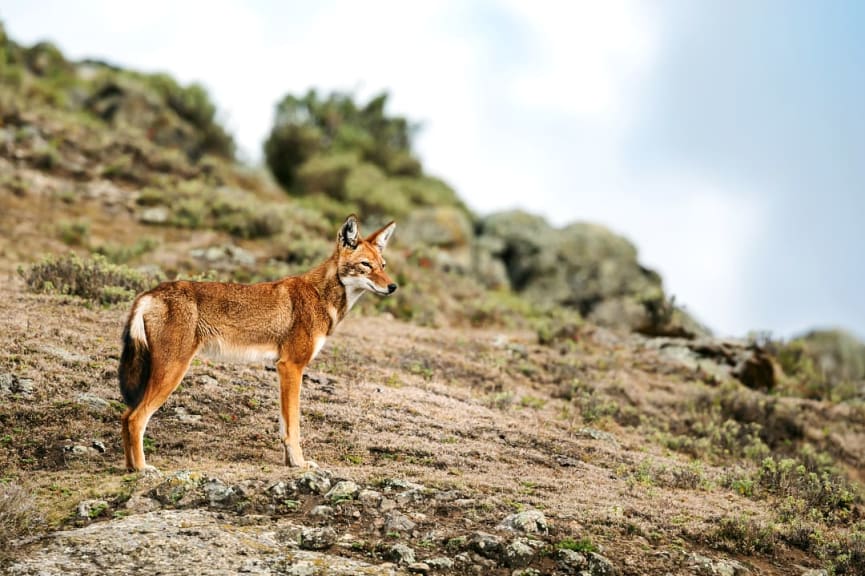 Ethiopian wolf in the Simien Mountains in Ethiopia