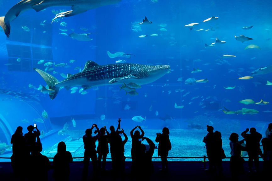 The aquarium in Okinawa, Japan