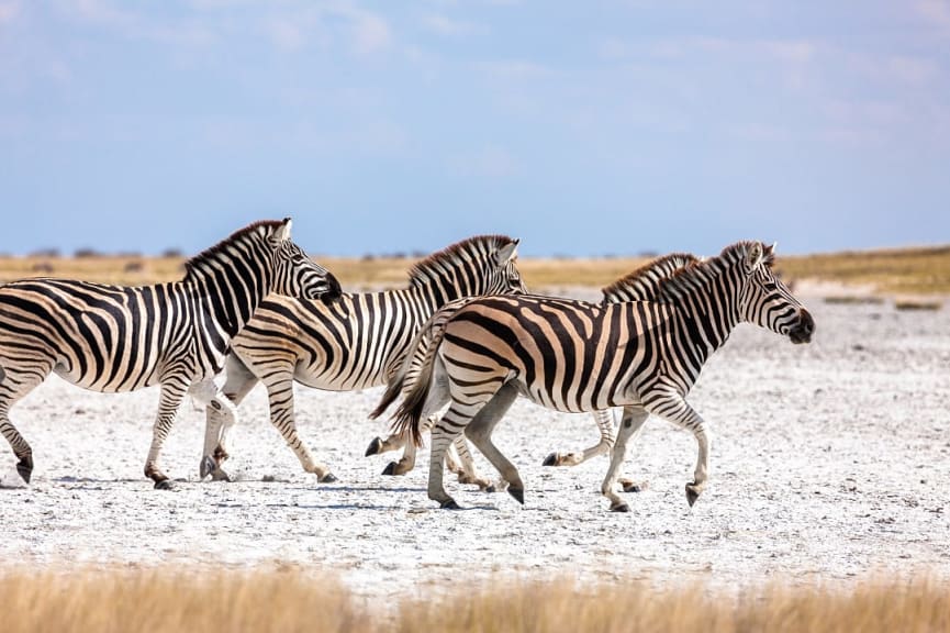 Zebras in Makgadikgadi National Park, Botswana