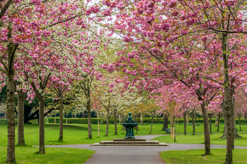 Alley through lovely pink cherry trees blooming during Spring at Herbert Park in Dublin, Ireland