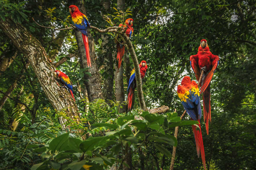 Scarlet macaws in the Osa Peninsula