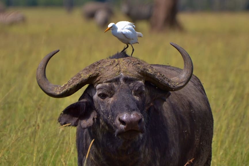 Buffalo with an egret in Kenya's Masai Mara