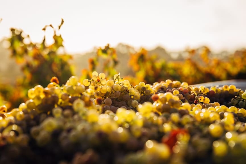 Harvested grapes at The Barossa Valley, South Australia.