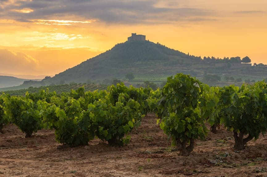 Vineyard with Davalillo Castle in the background in La Rioja, Spain