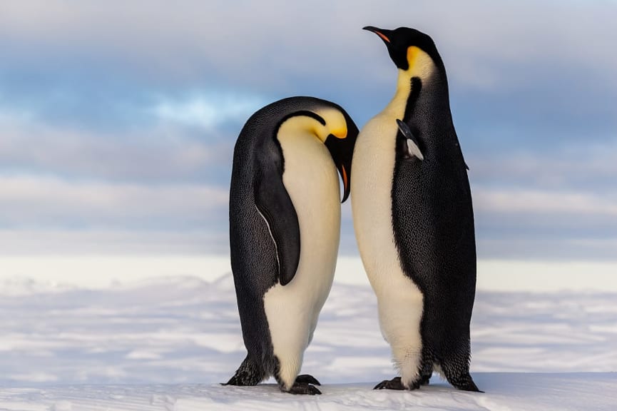 Emperor penguins