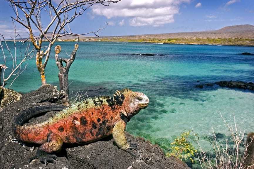 Iguana on Floreana Island, Galapagos