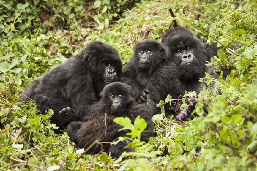 Family of gorillas in Volcanoes National Park, Rwanda