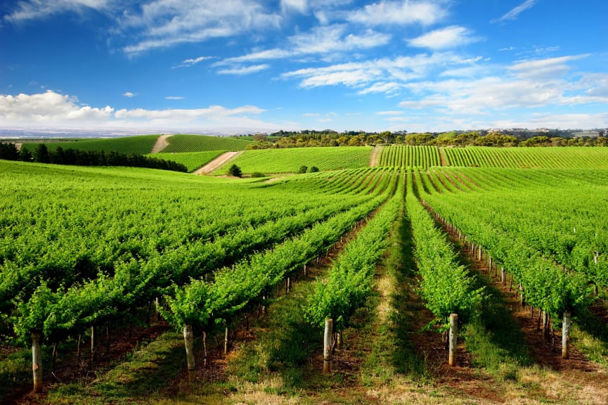 Vineyards outside Adelaide, Australia