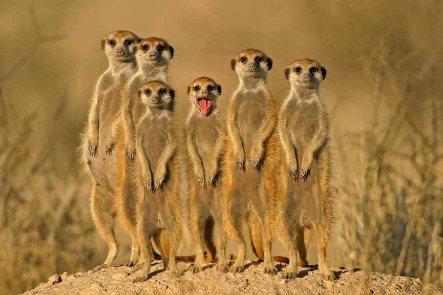 Meekats in the Kalahari Game Reserve