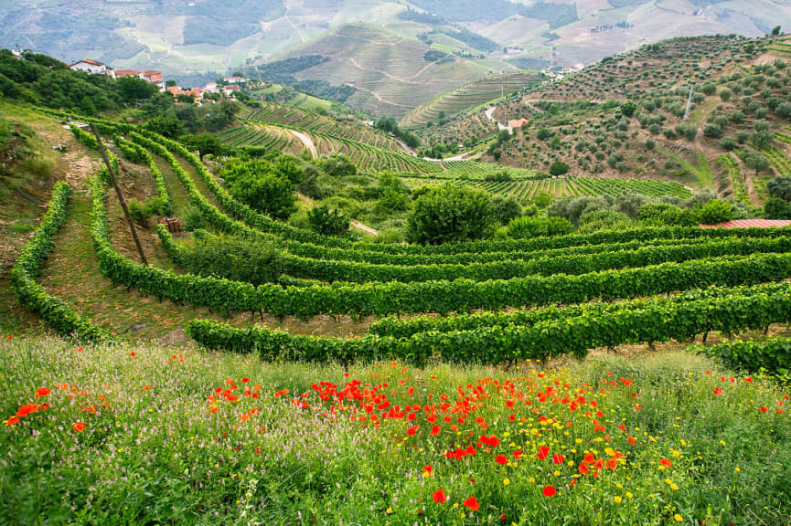 Vineyards in the Douro Valley in Portugal