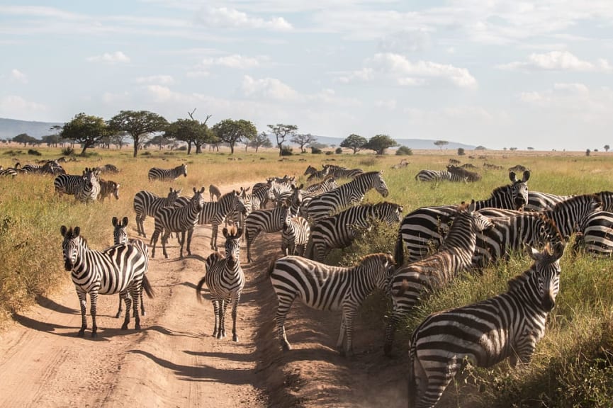Herd of zebras in Serengeti National Park, Tanzania