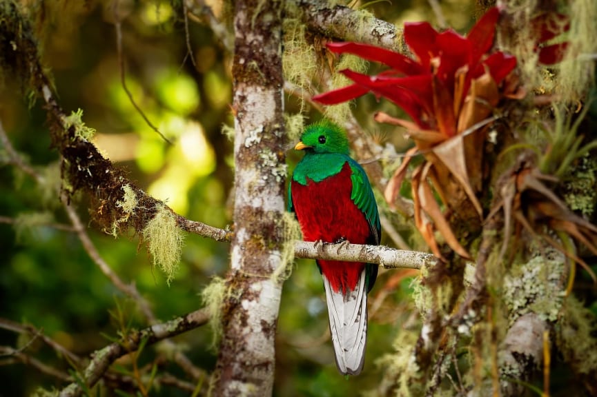 Bird watching the Quetzal bird in the rainforest of Panama