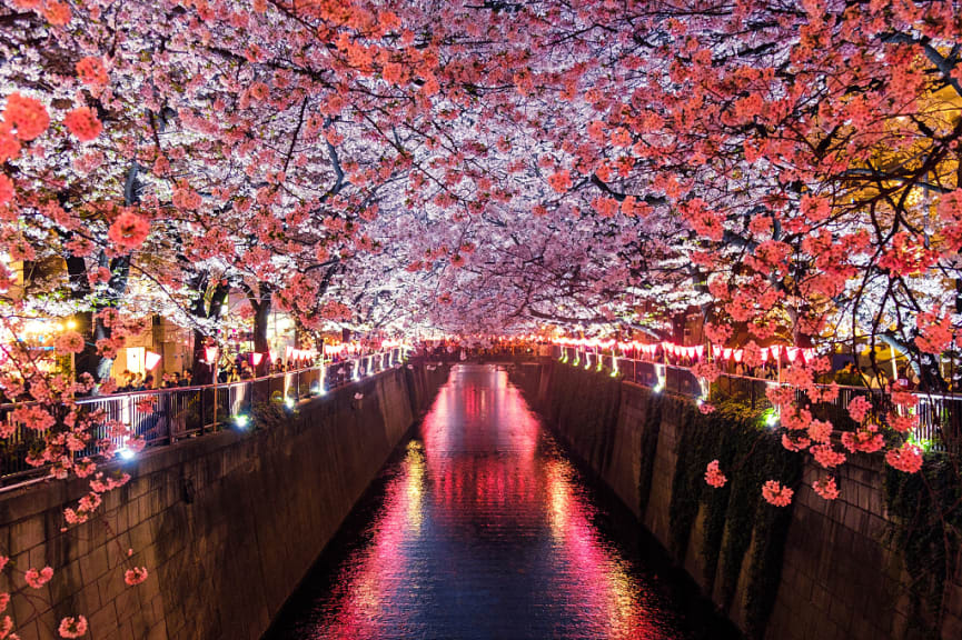 Night time with cherry blossoms at Meguro River in Tokyo, Japan