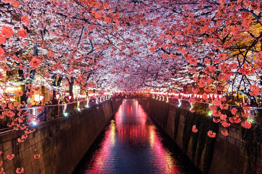 Top places in Japan to see cherry blossom