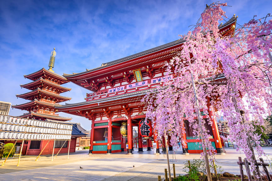 Senso-Ji Temple with cherry blossoms in Asakusa, Tokyo, Japan