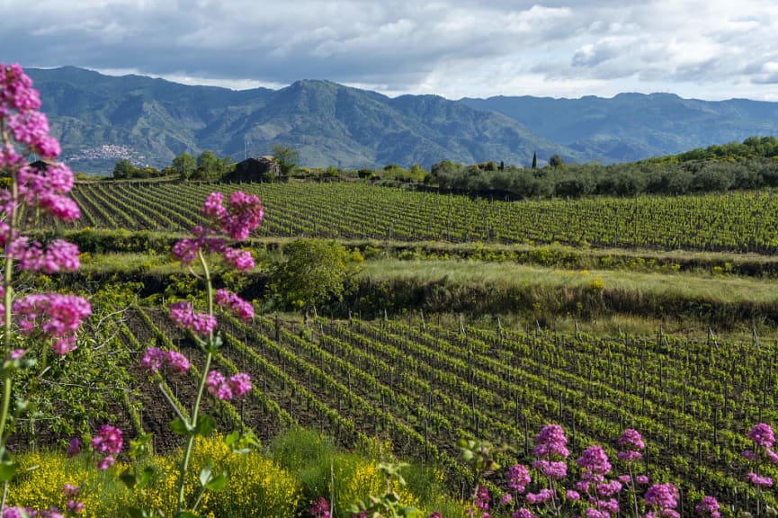 Stunning landscape, vineyards and mountains, Sicily, Italy