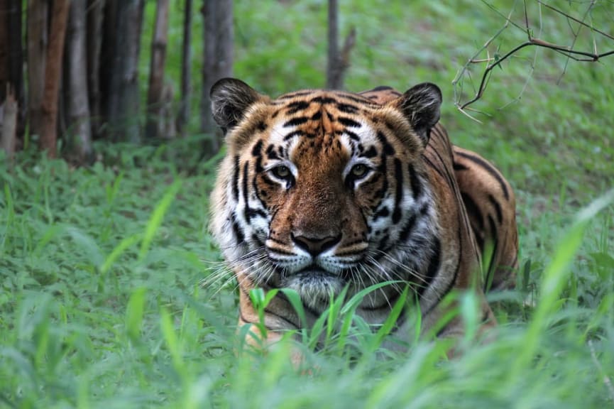 Crouching tiger in Bandhavgarh National Park, India