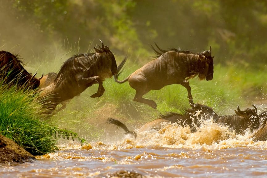 Wildebeest crossing Mara River during the Great Migration in Kenya