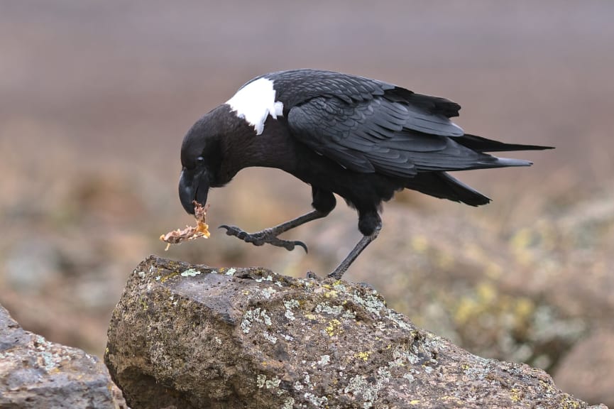 White-necked raven on the slopes of Kilimanjaro in Tanzania