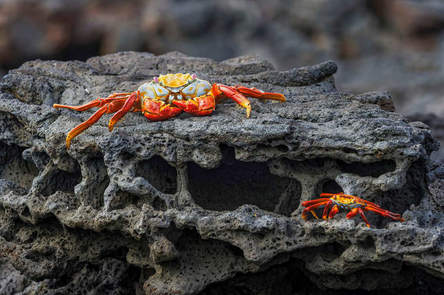 Sally lightfoot crab on the lava flows at Puerto Egas, Santiago Island, Galapagos islands, Ecuador.