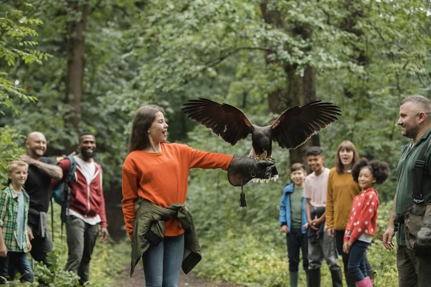 Private falconry lessons in Ireland. 