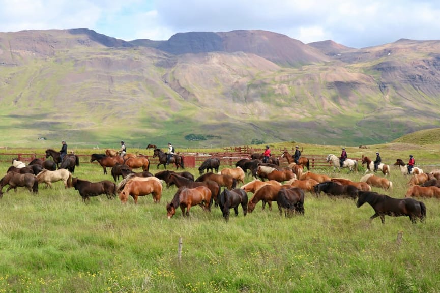 Tourist horseback riding in Iceland