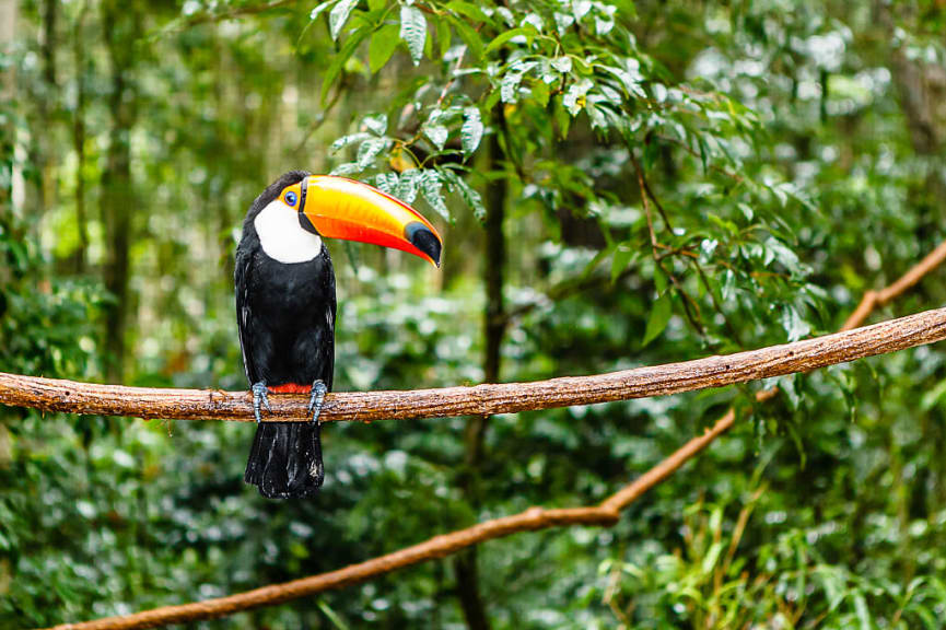 Tucan in the Rainforest in Brazil.