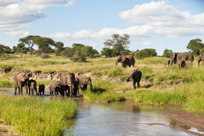 Elephant herd by the water in Tarangire National Park