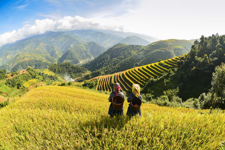 Hmong women on rice terraces in Sapa, Vietnam