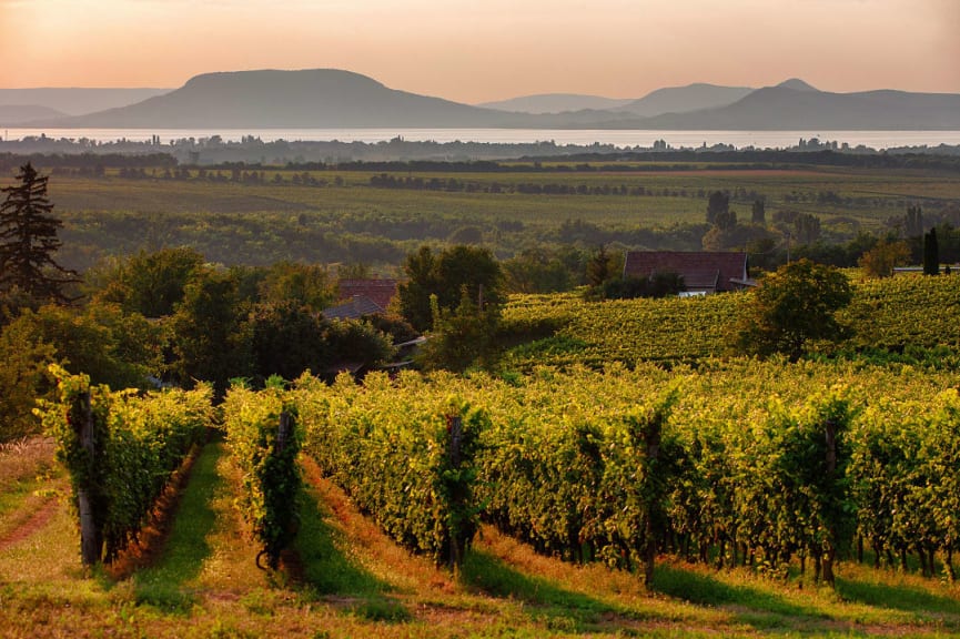 Vineyards and the Badacsony Mountain with Lake Balaton at sunset in Hungary