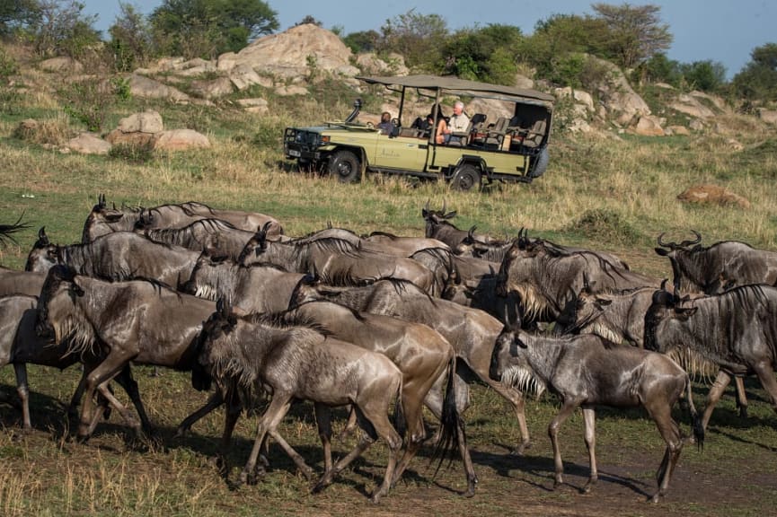 Jeep safari witnessing the wildebeest great migration