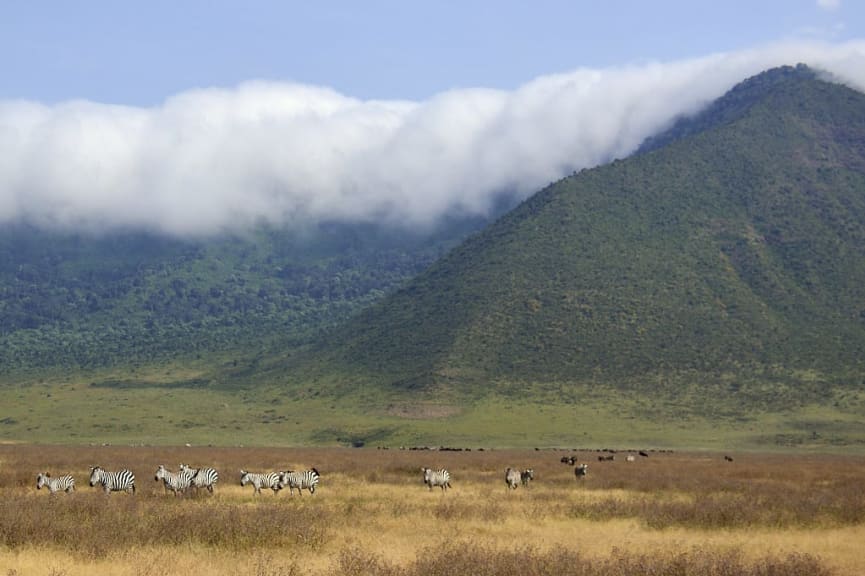 Wildlife of Ngorongoro Crater, Tanzania