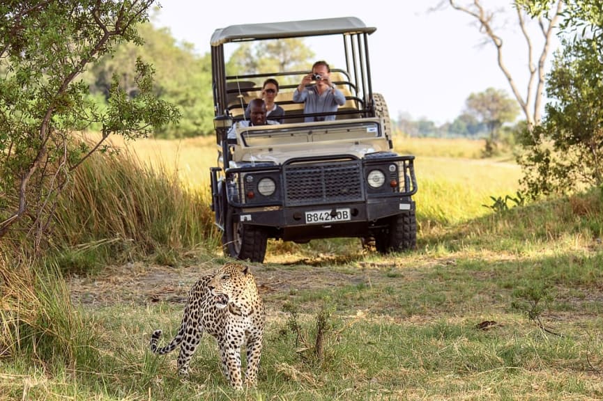 Leopard sighting on private safari game drive in Botswana