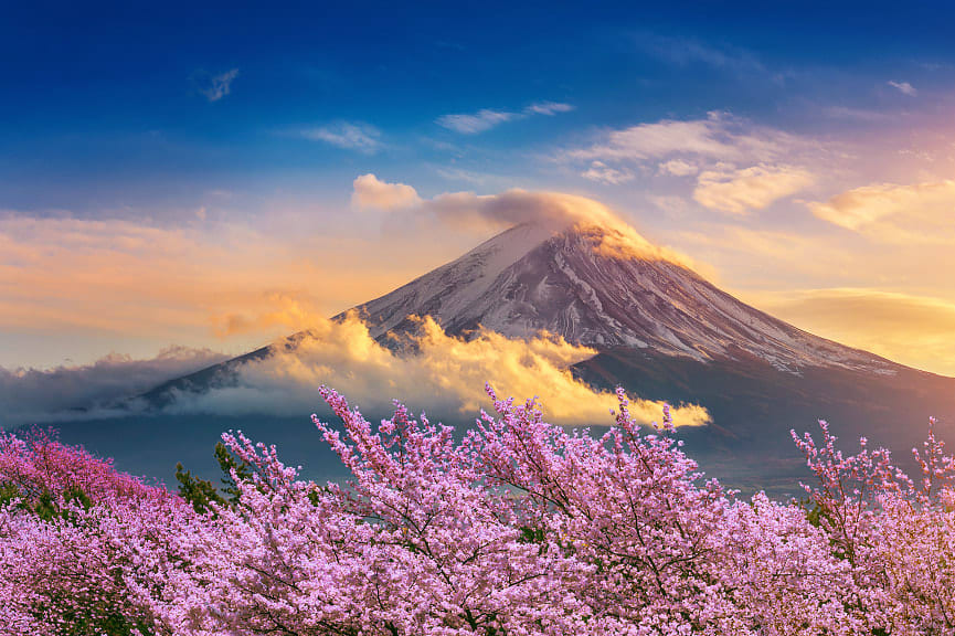 Mount Fuji and cherry blossoms in spring