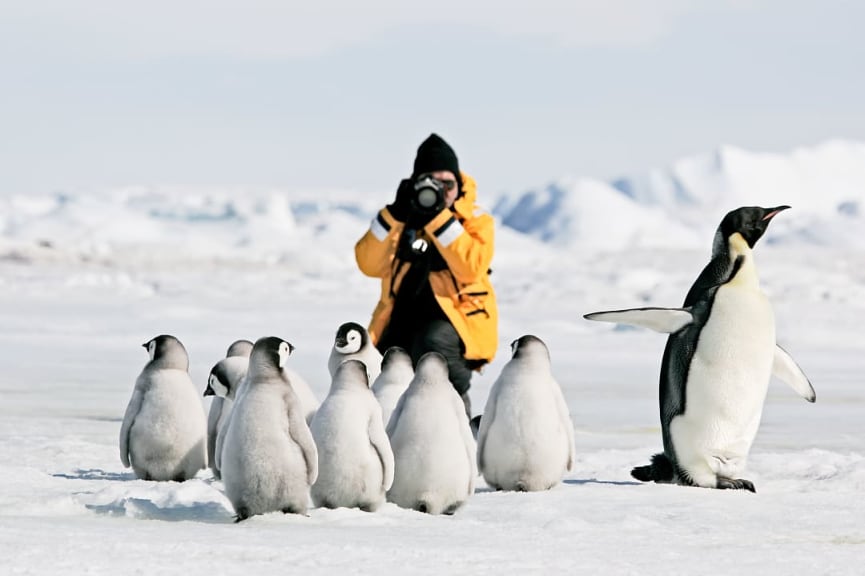 Photographer taking pictures of emperor penguins in Antarctica