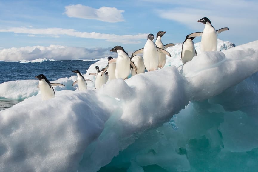 Adelie penguins in Antarctica