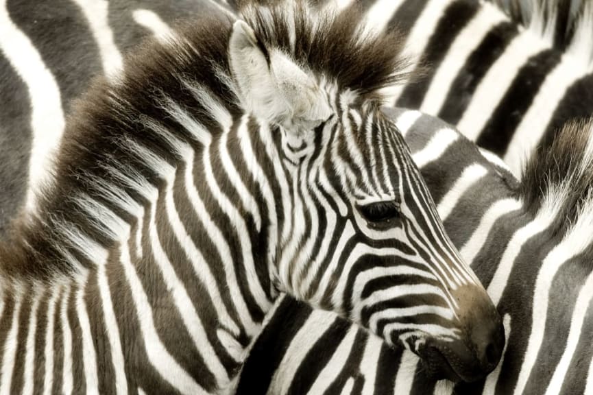 Close up of a young zebra in Masai Mara, Kenya