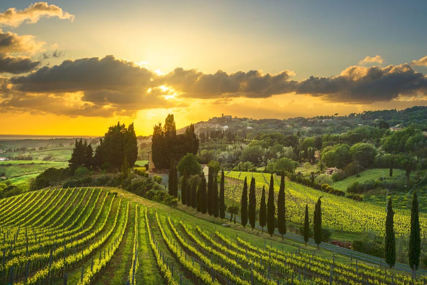 Vineyards in Tuscany, Italy