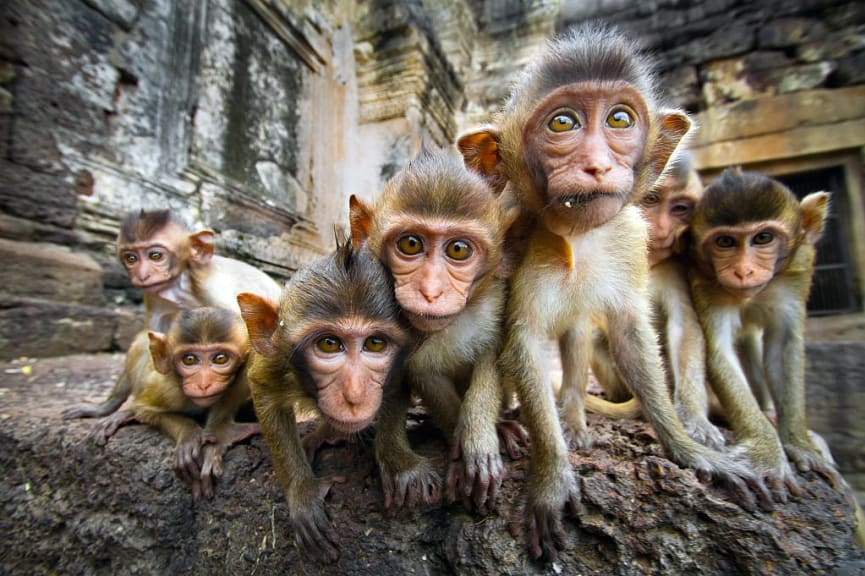 Group of monkeys at a temple in Thailand