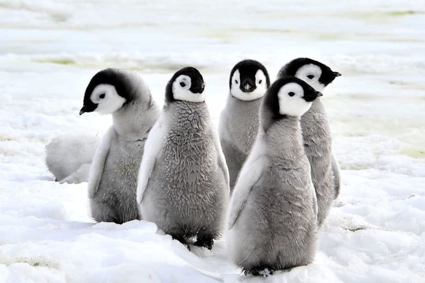 Emperor penguin chicks in Antarctica