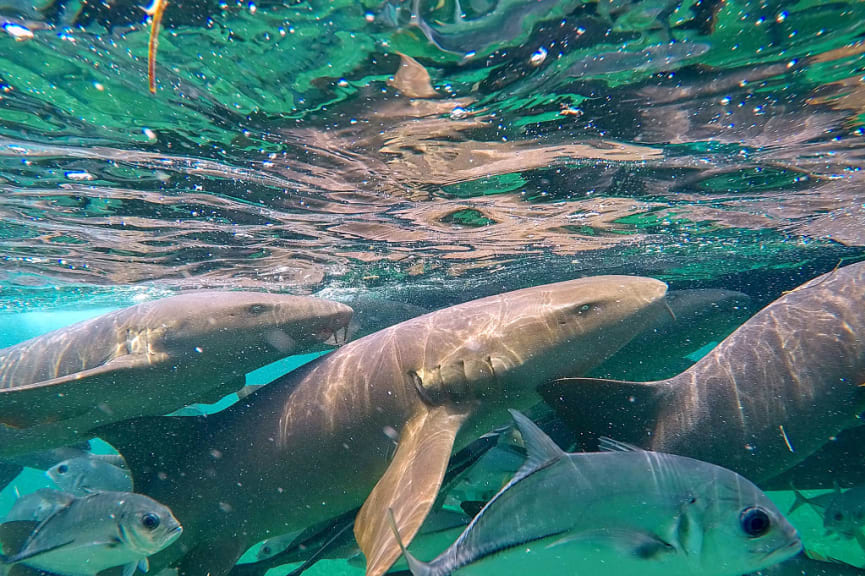 Nurse sharks in Hol Chan Marine Reserve