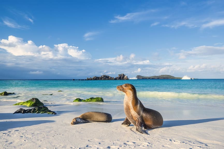 Sea lions on the beach in Espanola Island in the Galapagos