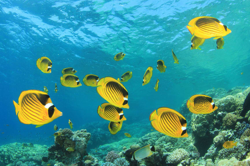 Marine life in Kadavu Island, Fiji.