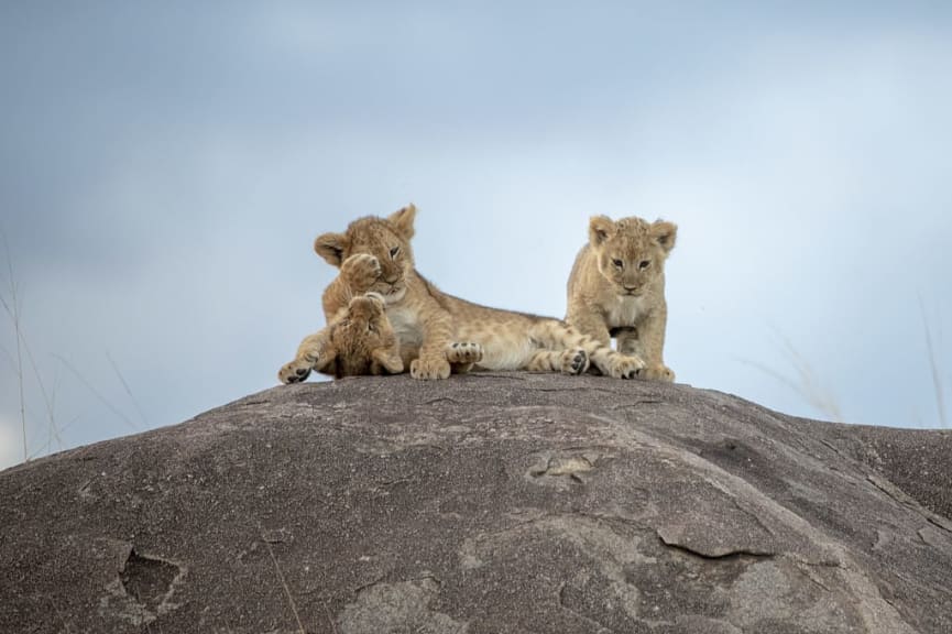 Lion cubs in Serengeti National Park, Tanzania