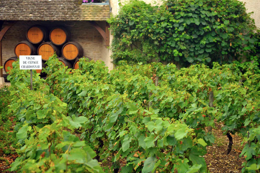 Chardonnay grape strain in a vineyard on Burgundy, France