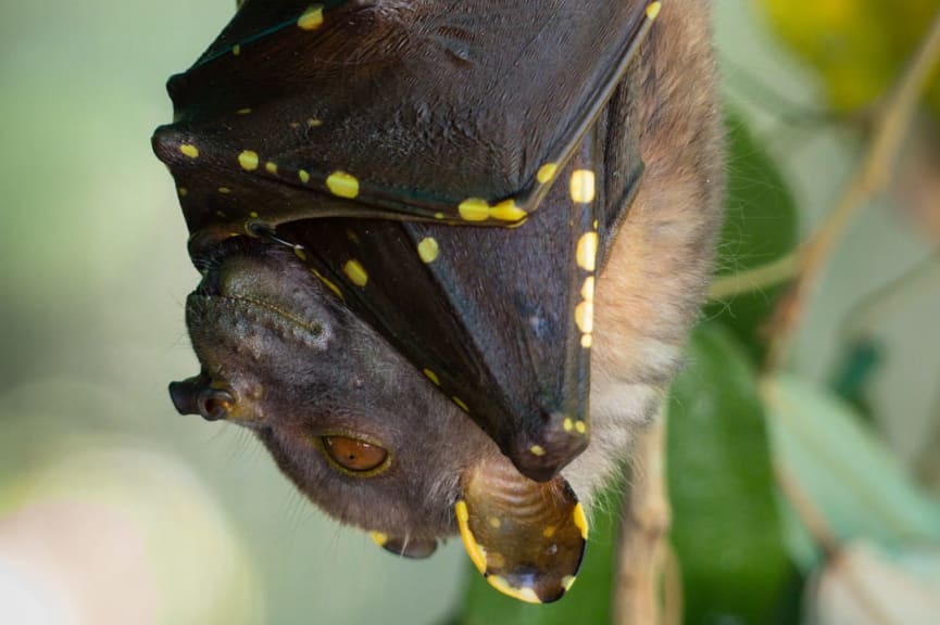 Tube nosed bat in Queensland, Australia